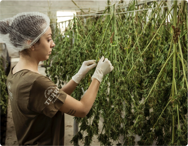 weed drying